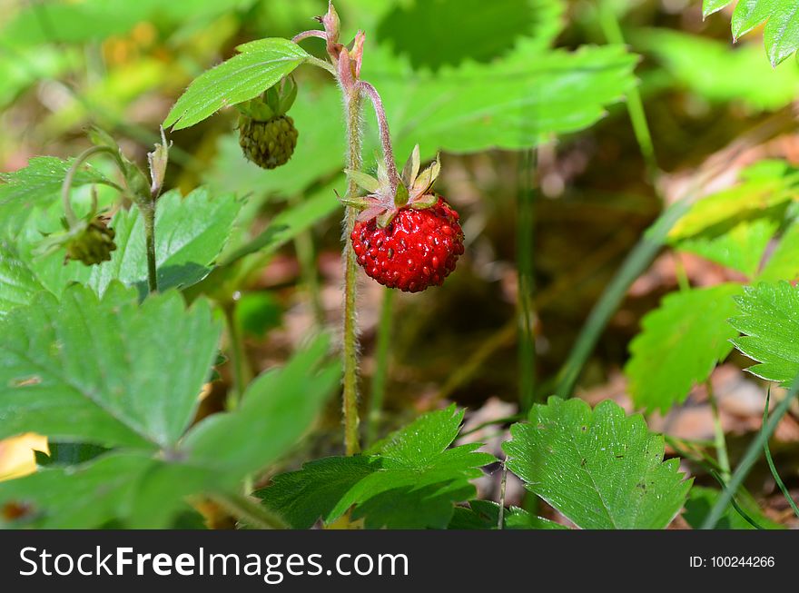 Strawberries, Strawberry, Plant, Vegetation