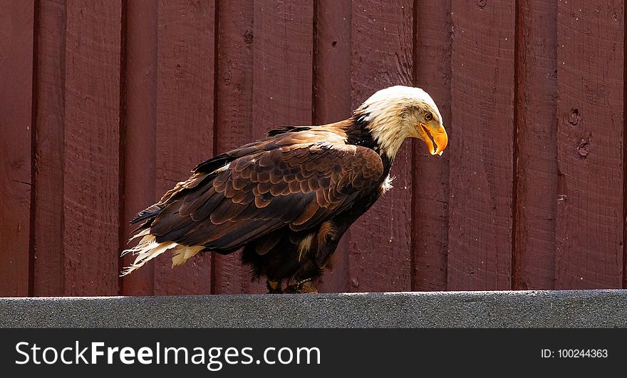 Eagle, Bird Of Prey, Beak, Bird