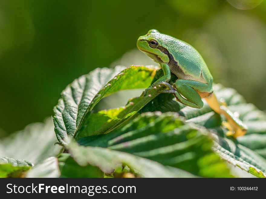 Frog, Leaf, Amphibian, Tree Frog