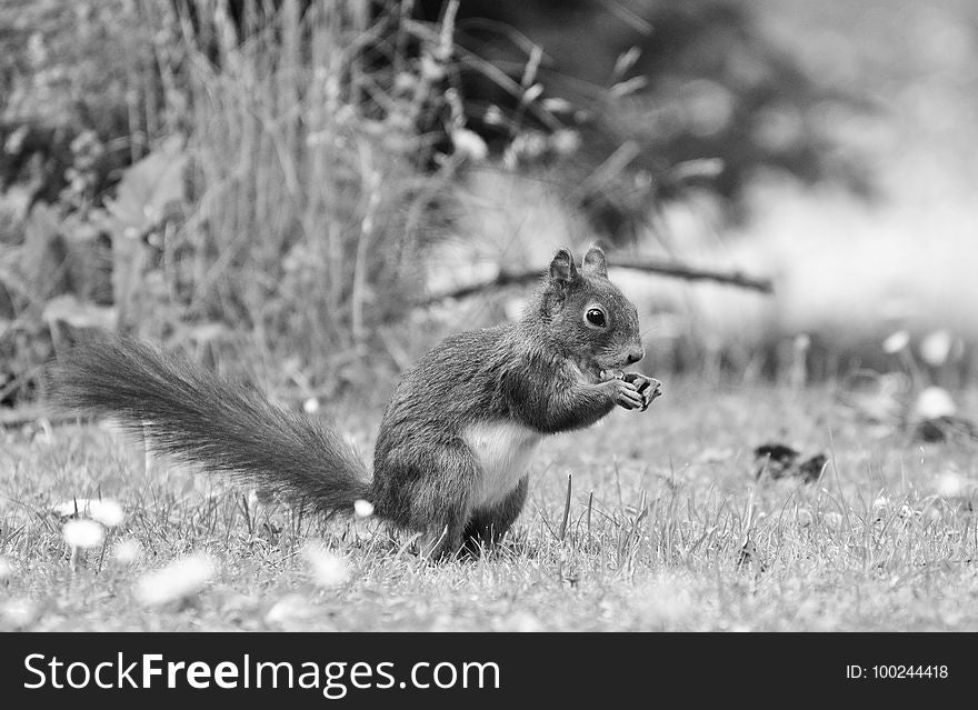 Squirrel, Black And White, Fauna, Mammal