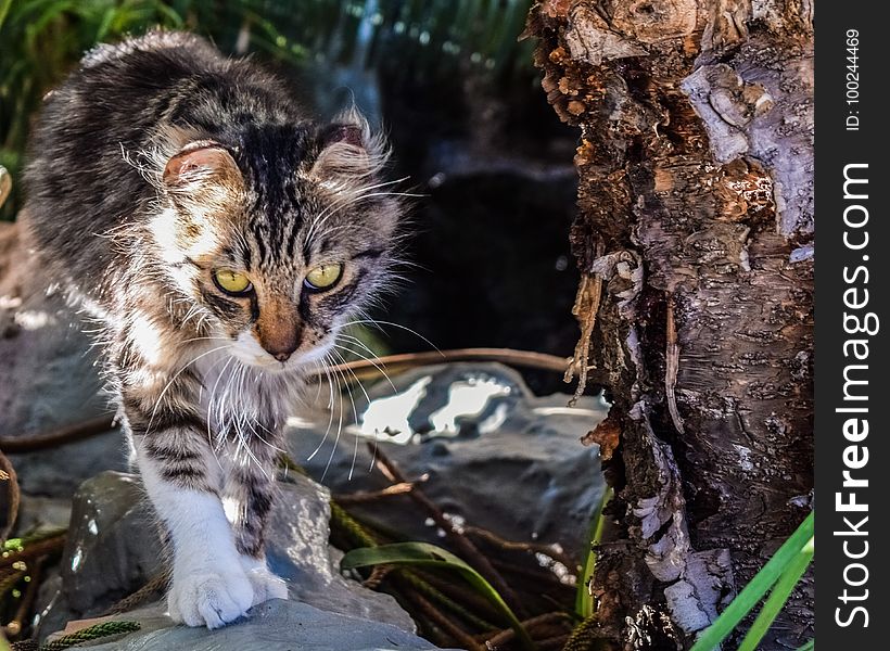 Cat, Fauna, Small To Medium Sized Cats, Whiskers