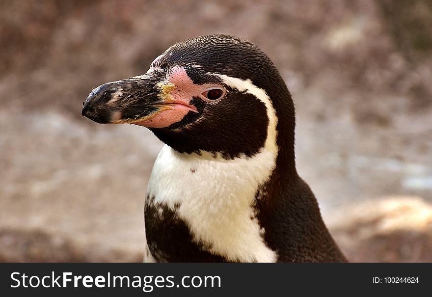 Penguin, Bird, Beak, Flightless Bird