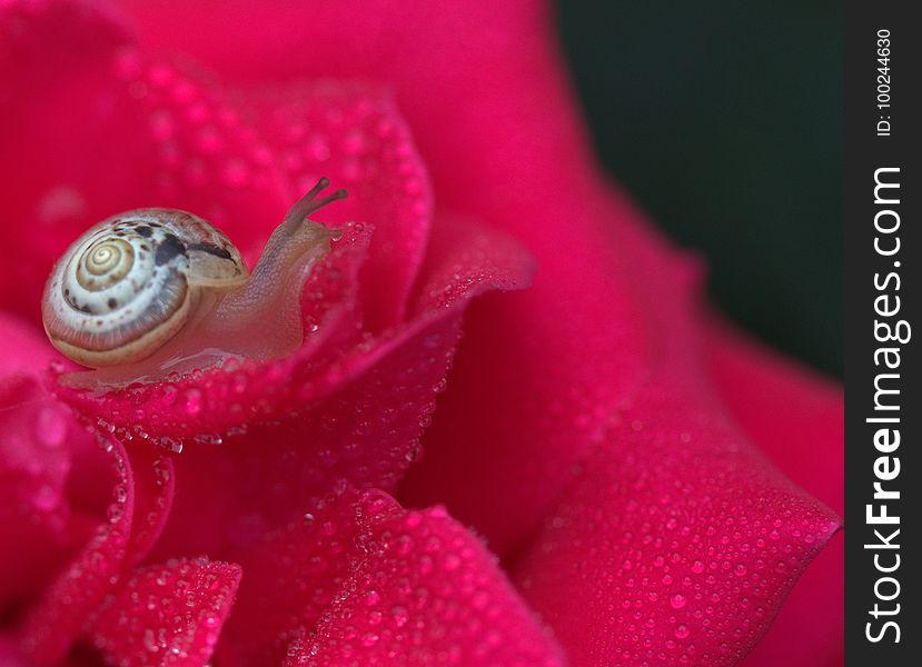 Pink, Flower, Macro Photography, Flora