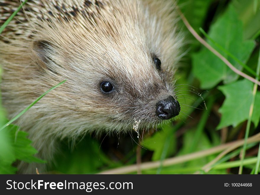 Hedgehog, Erinaceidae, Fauna, Domesticated Hedgehog