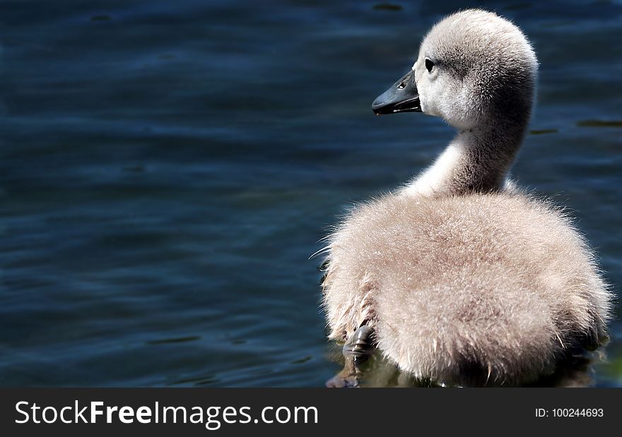 Bird, Water Bird, Beak, Ducks Geese And Swans