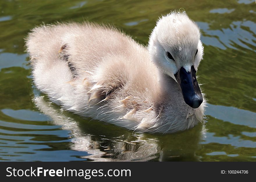 Bird, Swan, Water Bird, Ducks Geese And Swans