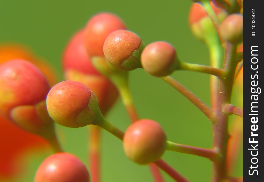 Close Up, Macro Photography, Fruit, Berry