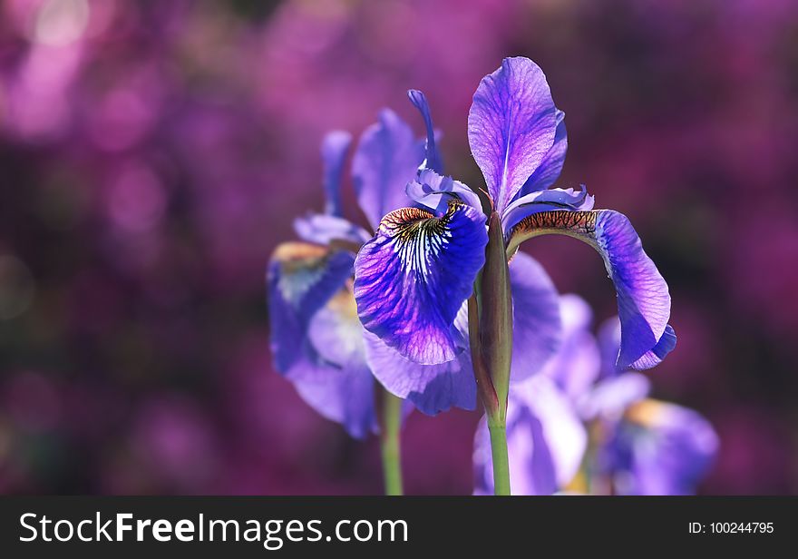 Flower, Purple, Flowering Plant, Plant