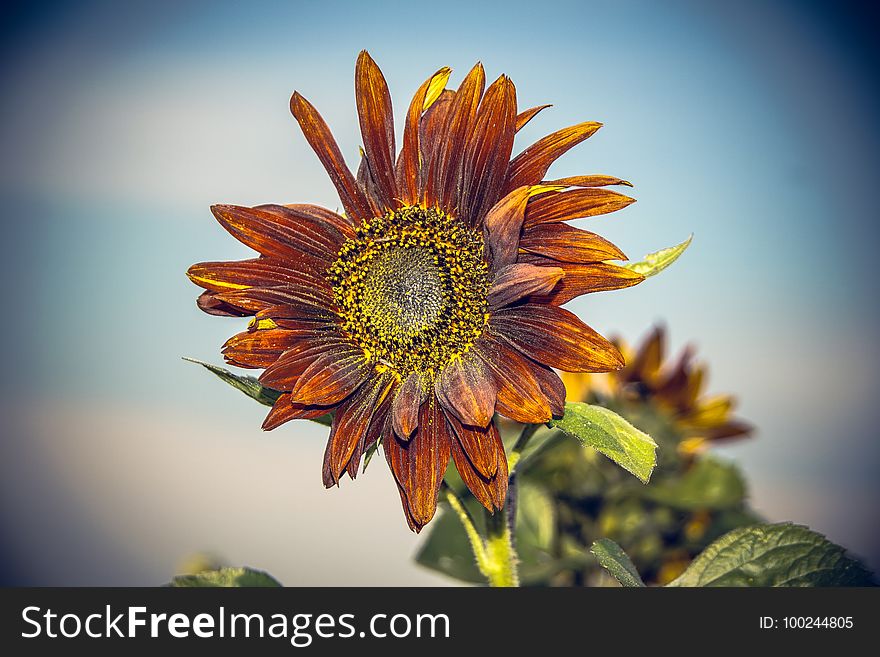 Flower, Sunflower, Flora, Close Up