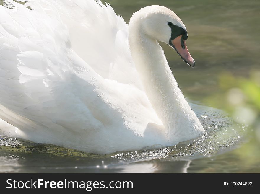 Swan, Bird, Water Bird, Ducks Geese And Swans