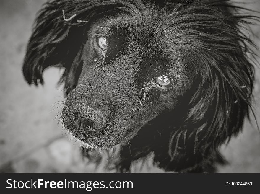 Dog, Dog Like Mammal, Black, Black And White