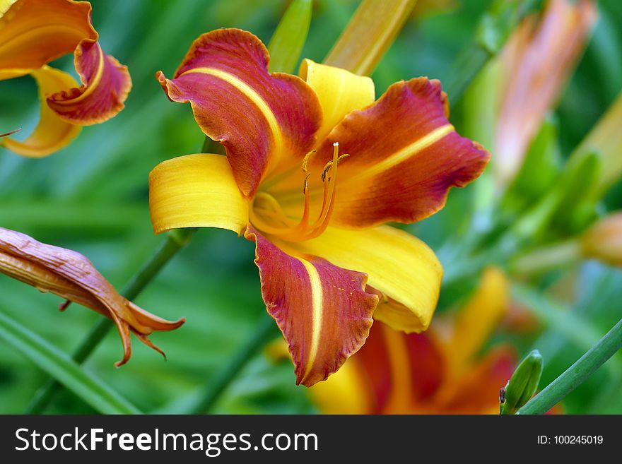 Lily, Daylily, Flower, Flora