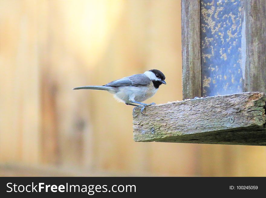 Bird, Fauna, Beak, Feather