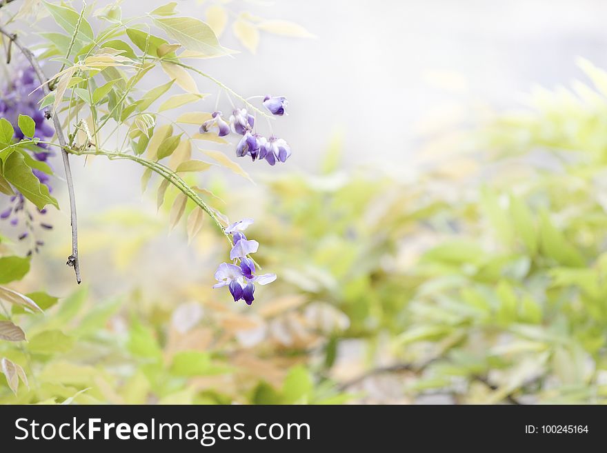 Flower, Lilac, Purple, Plant