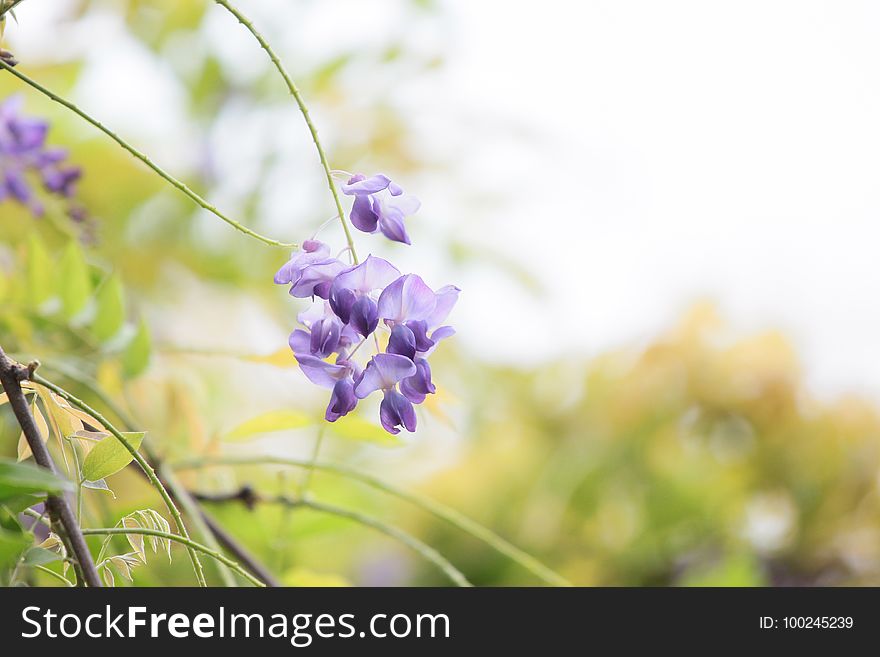 Flower, Flora, Plant, Flowering Plant