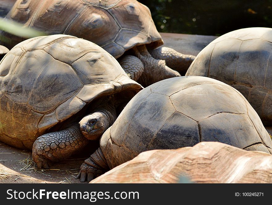 Tortoise, Turtle, Fauna, Terrestrial Animal