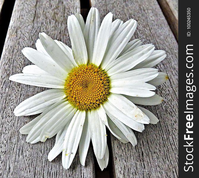 Flower, Oxeye Daisy, Daisy, Daisy Family