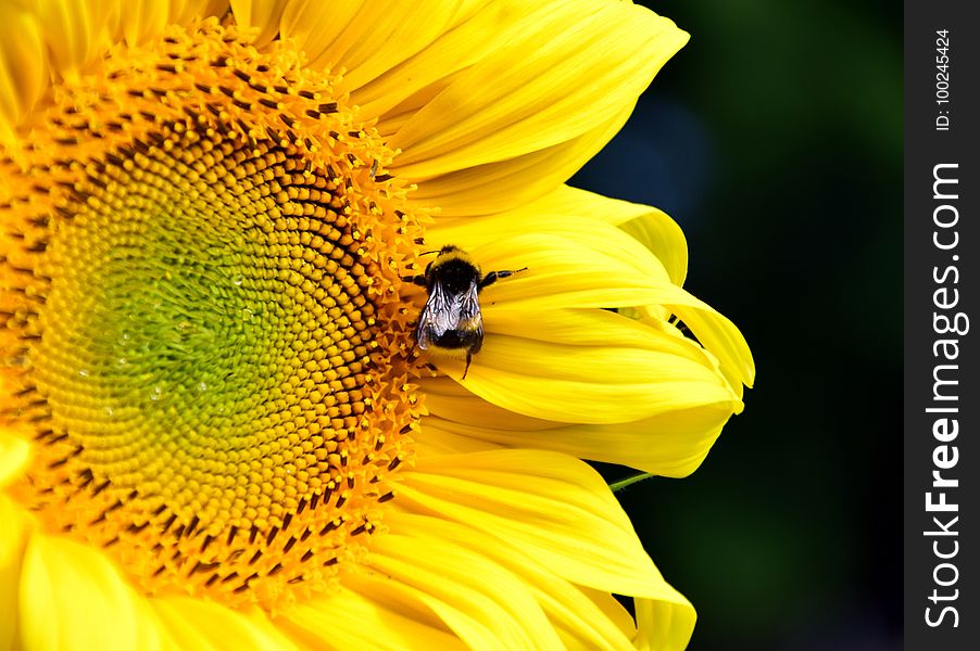 Flower, Honey Bee, Sunflower, Yellow