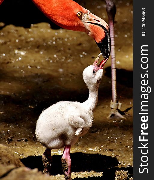 Flamingo, Water Bird, Fauna, Beak