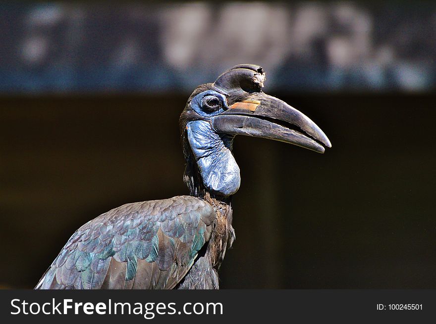Beak, Bird, Hornbill, Fauna