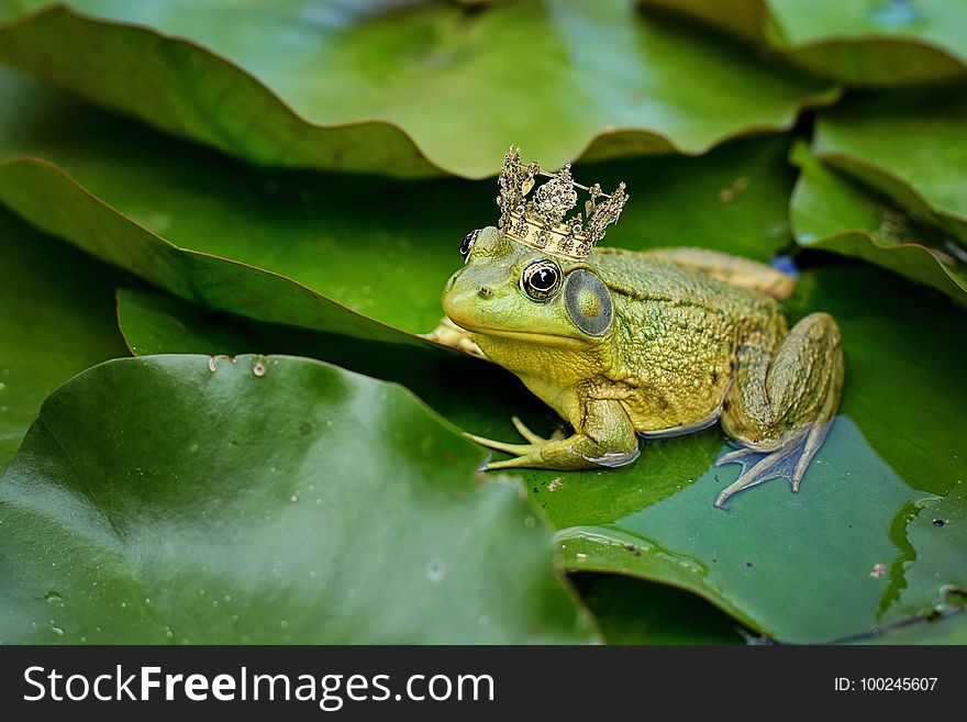 Ranidae, Frog, Amphibian, Fauna