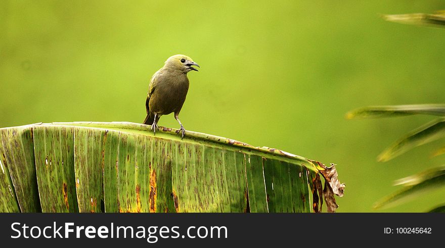 Bird, Beak, Fauna, Ecosystem