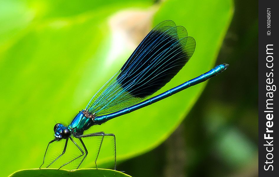 Damselfly, Insect, Dragonflies And Damseflies, Dragonfly