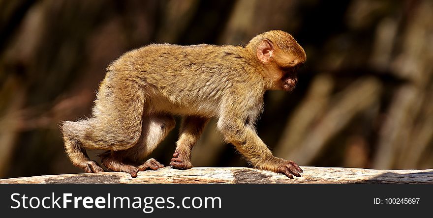 Fauna, Mammal, Macaque, Primate