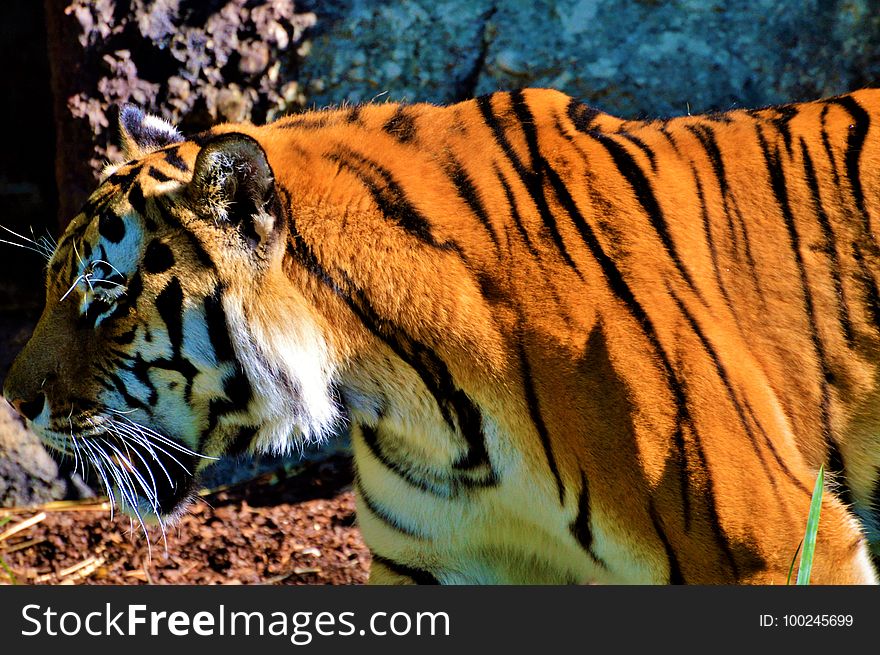 Wildlife, Tiger, Mammal, Fauna