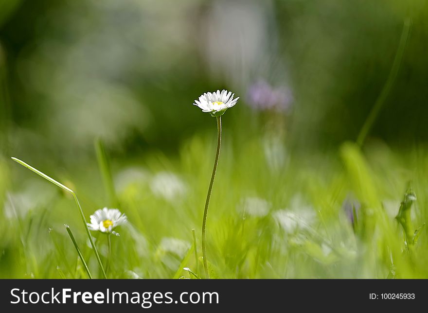 Flower, Meadow, Grass, Wildflower