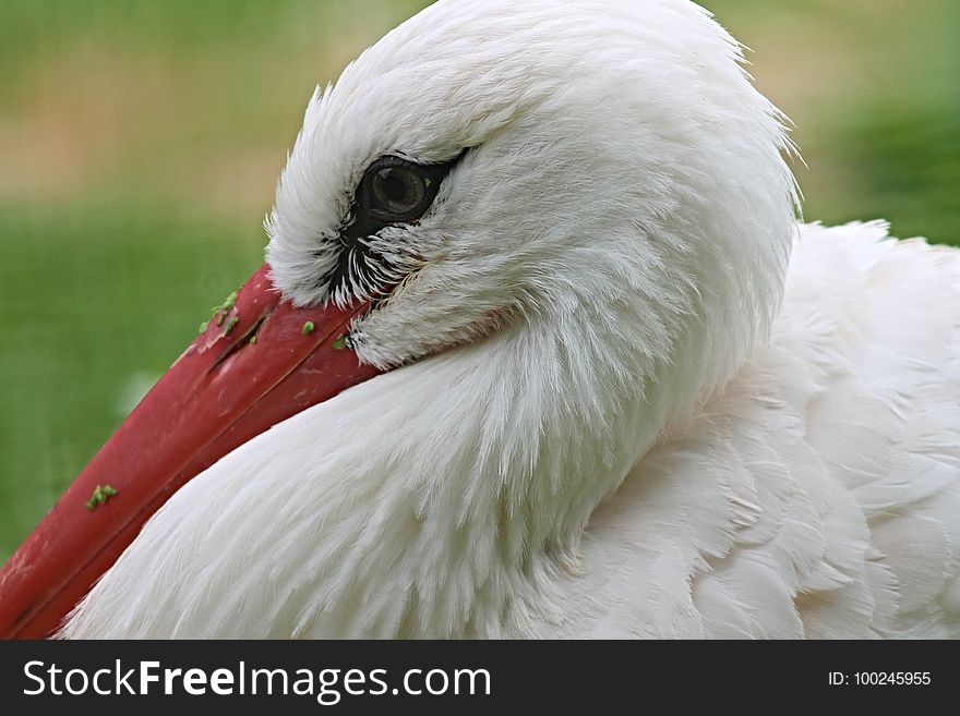 Beak, Bird, Stork, Fauna