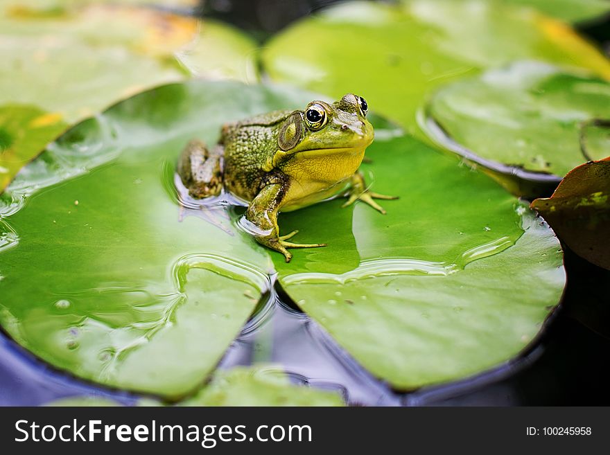 Frog, Ranidae, Amphibian, Fauna