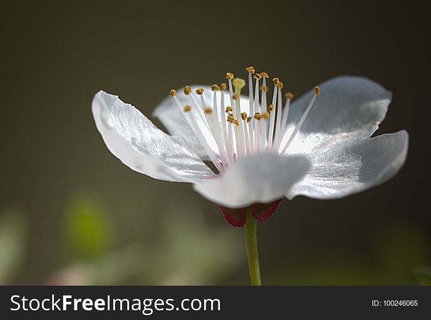 Flower, White, Wildflower, Flora
