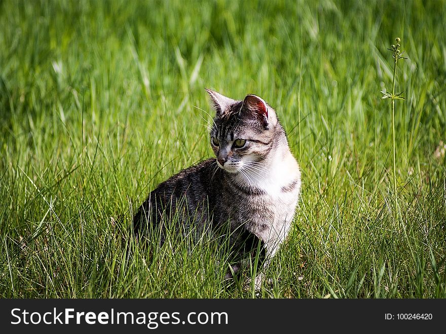 Cat, Grass, Fauna, Small To Medium Sized Cats