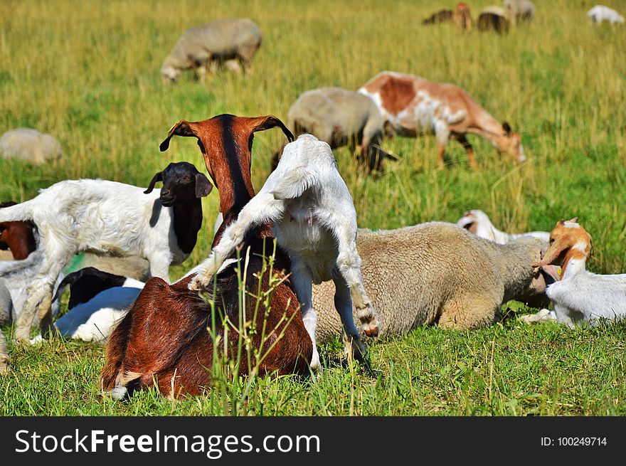 Herd, Pasture, Grazing, Fauna