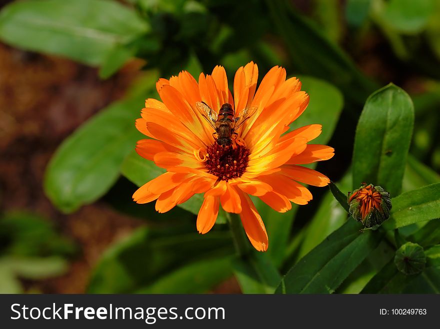 Flower, Nectar, Flora, Calendula