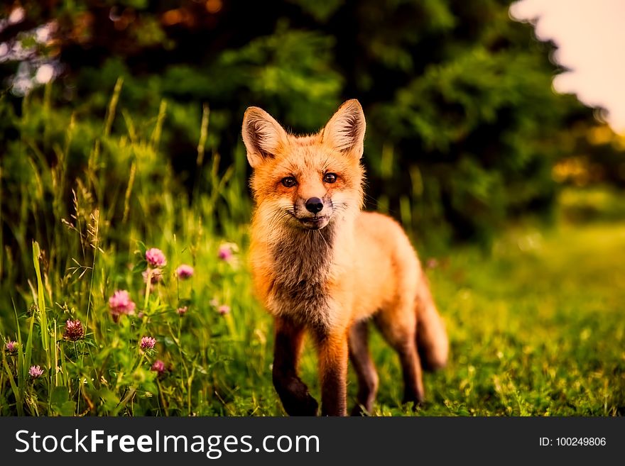 Fox, Red Fox, Mammal, Wildlife