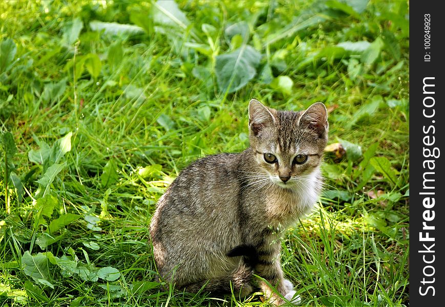 Cat, Fauna, Mammal, Grass