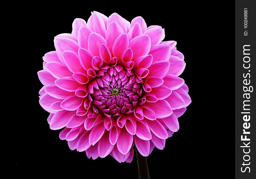 Flower, Flowering Plant, Pink, Dahlia