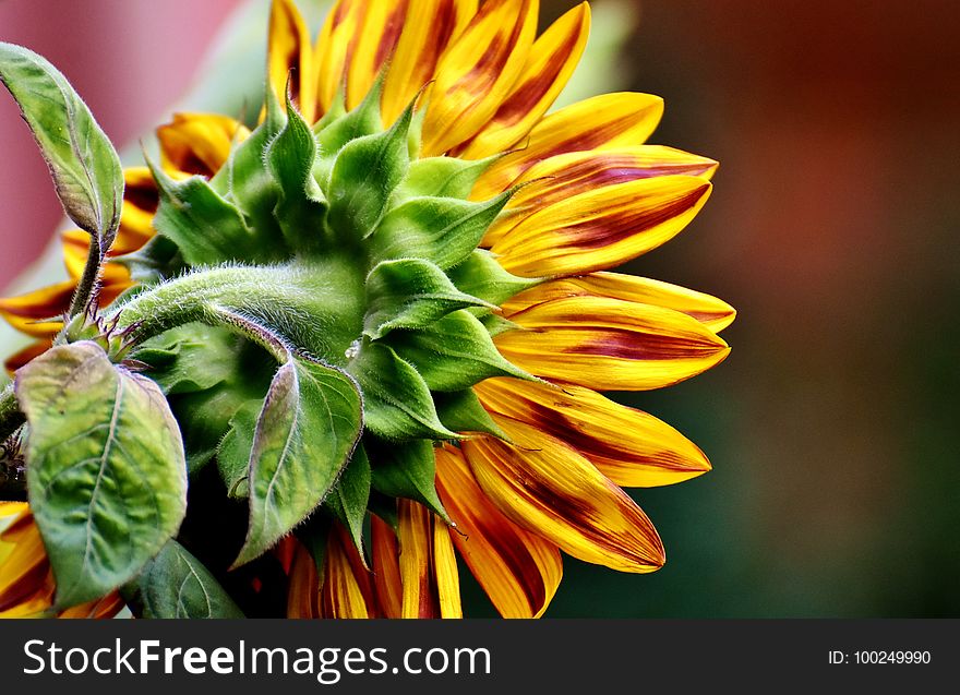 Flower, Yellow, Plant, Sunflower