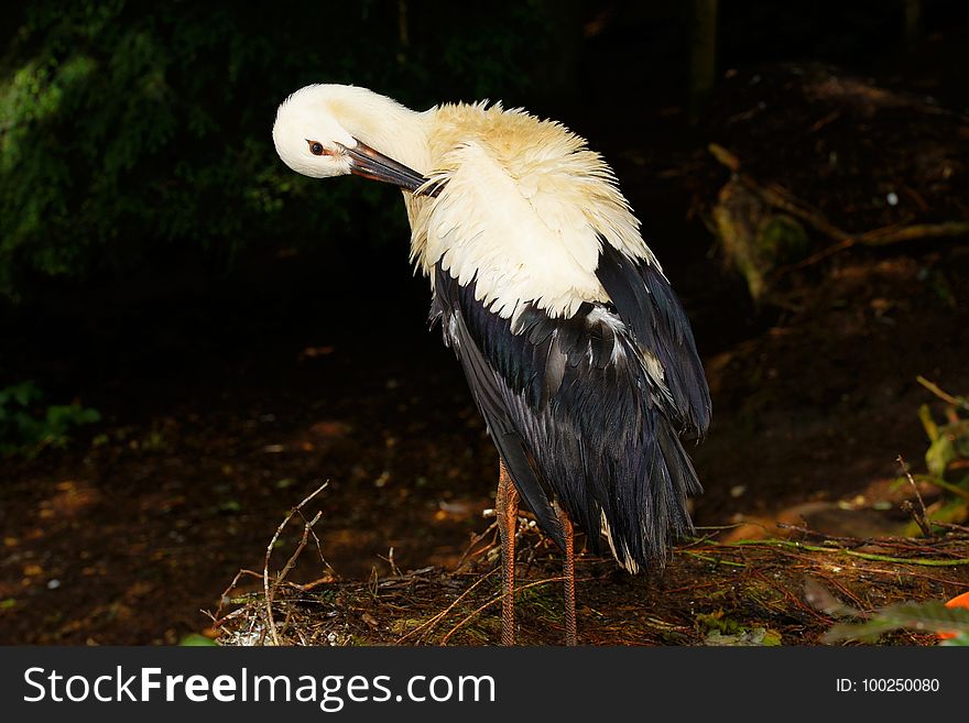 Beak, Bird, Fauna, Stork