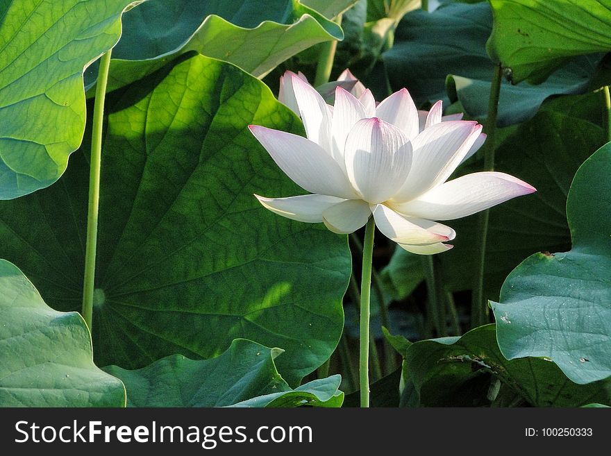 Flower, Plant, Sacred Lotus, Lotus
