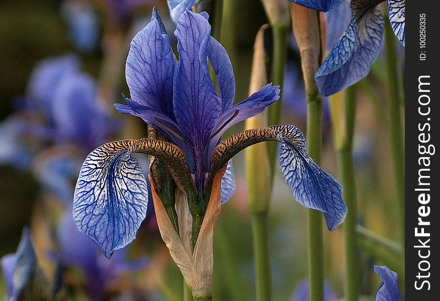Flower, Plant, Flora, Iris Versicolor