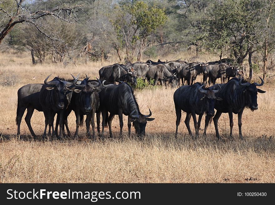 Wildebeest, Herd, Wildlife, Terrestrial Animal