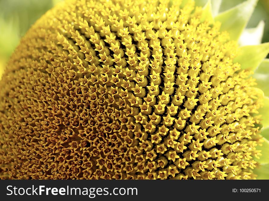 Sunflower, Sunflower Seed, Flower, Pollen