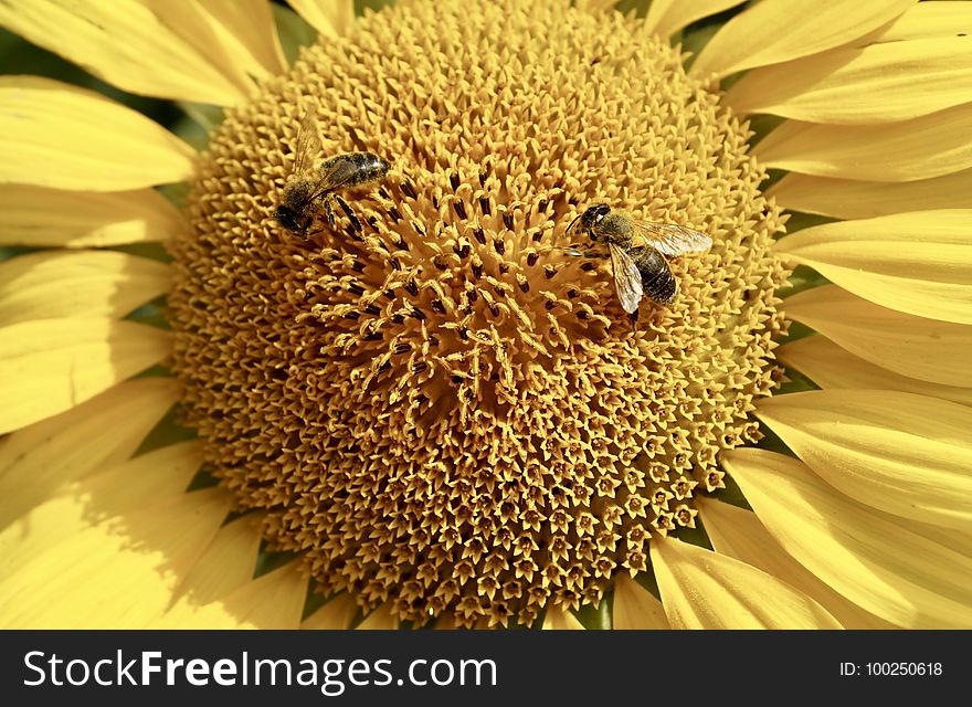 Sunflower, Flower, Honey Bee, Bee