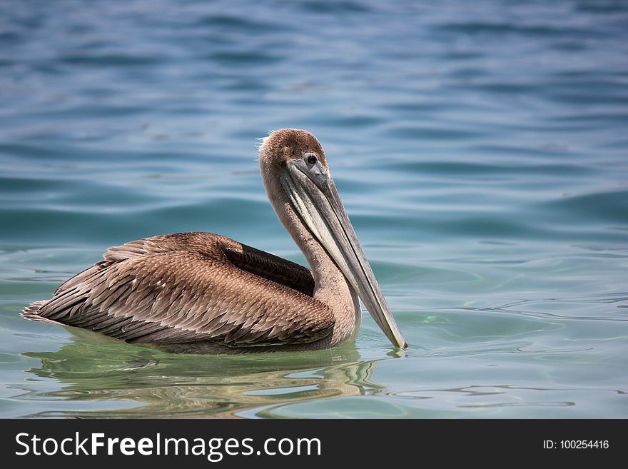 Pelican, Bird, Seabird, Beak