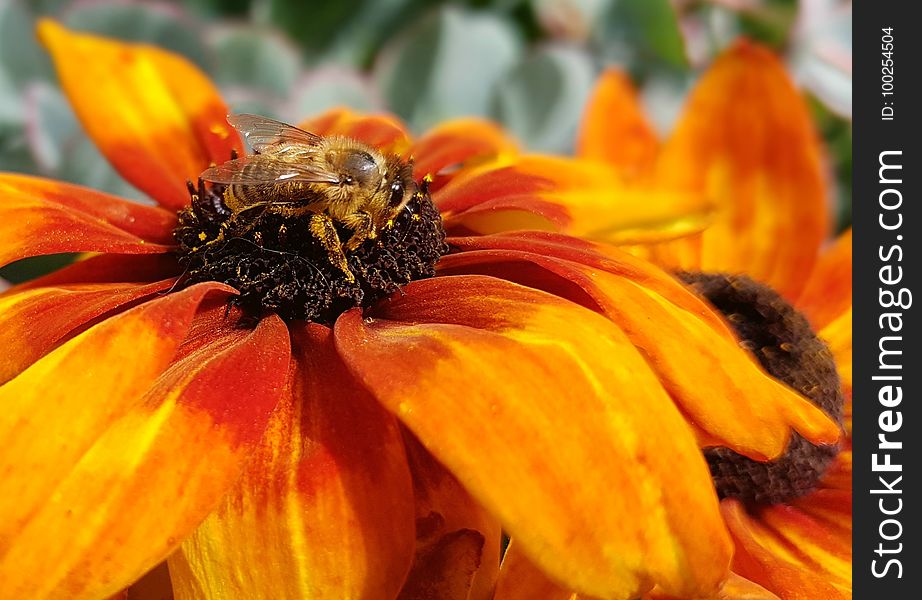 Flower, Yellow, Honey Bee, Bee