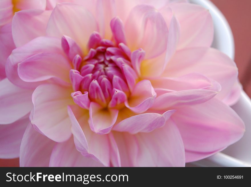 Flower, Pink, Petal, Close Up