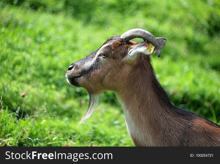 Goats, Fauna, Wildlife, Goat